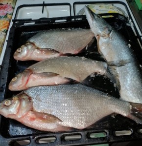 Как приготовить ароматного леща горячего копчения