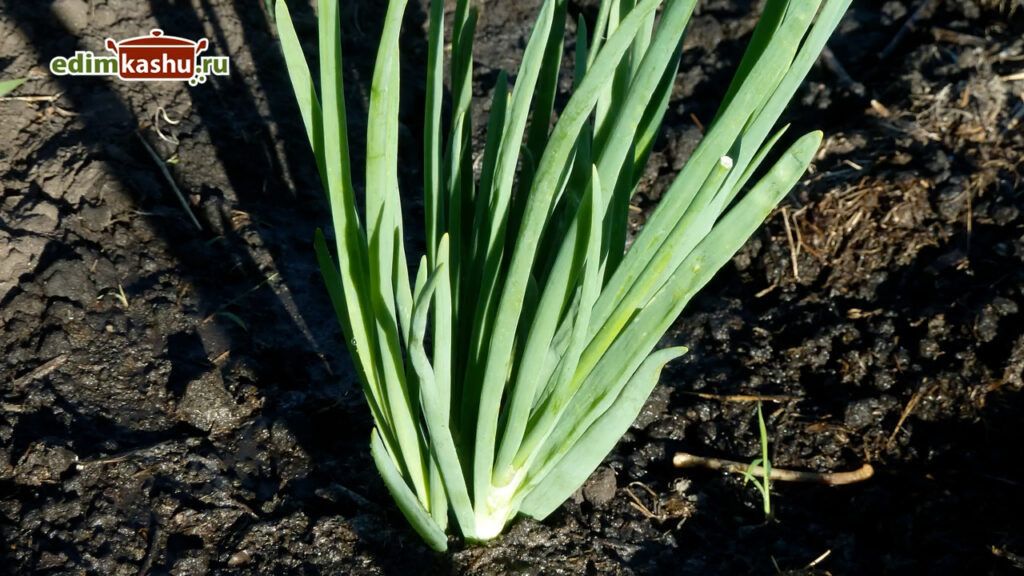 ��� ����������� ������� ��� �� ����: ��� ������� �������