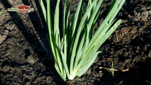 ��� ����������� ������� ��� �� ����: ��� ������� �������