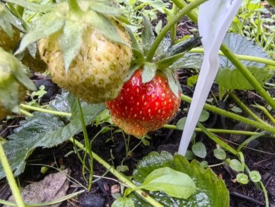 ��� �������� �������� �� ����: �������� ������� ���������