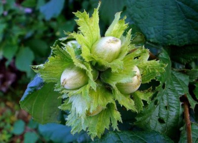 Секреты успешного выращивания лещины: от выбора места до ухода