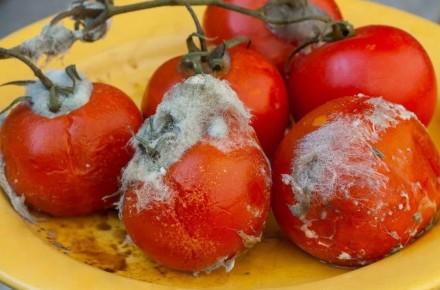 Не спешите выбрасывать гнилые помидоры: их неожиданные плюсы