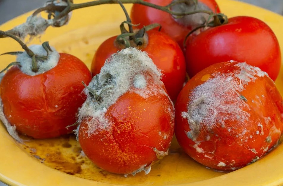 Не спешите выбрасывать гнилые помидоры: их неожиданные плюсы