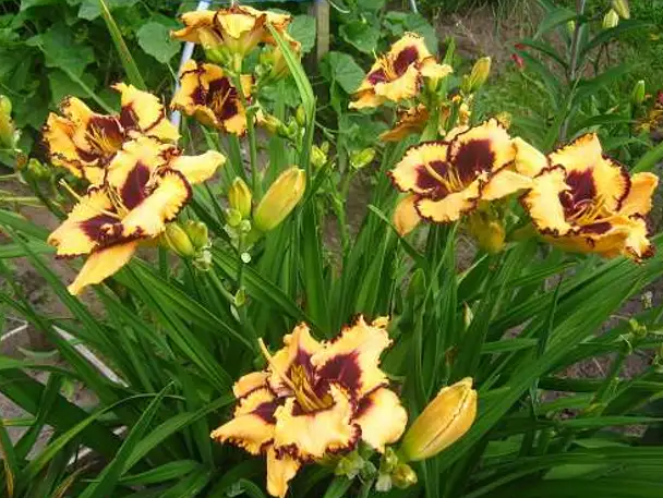 Как защитить лилейники от вредителей и болезней