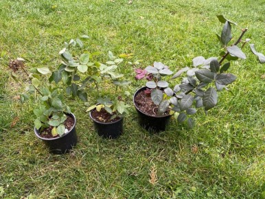 ��� ������� ������ �������: ��� ����������� ������� ��� �������� �����