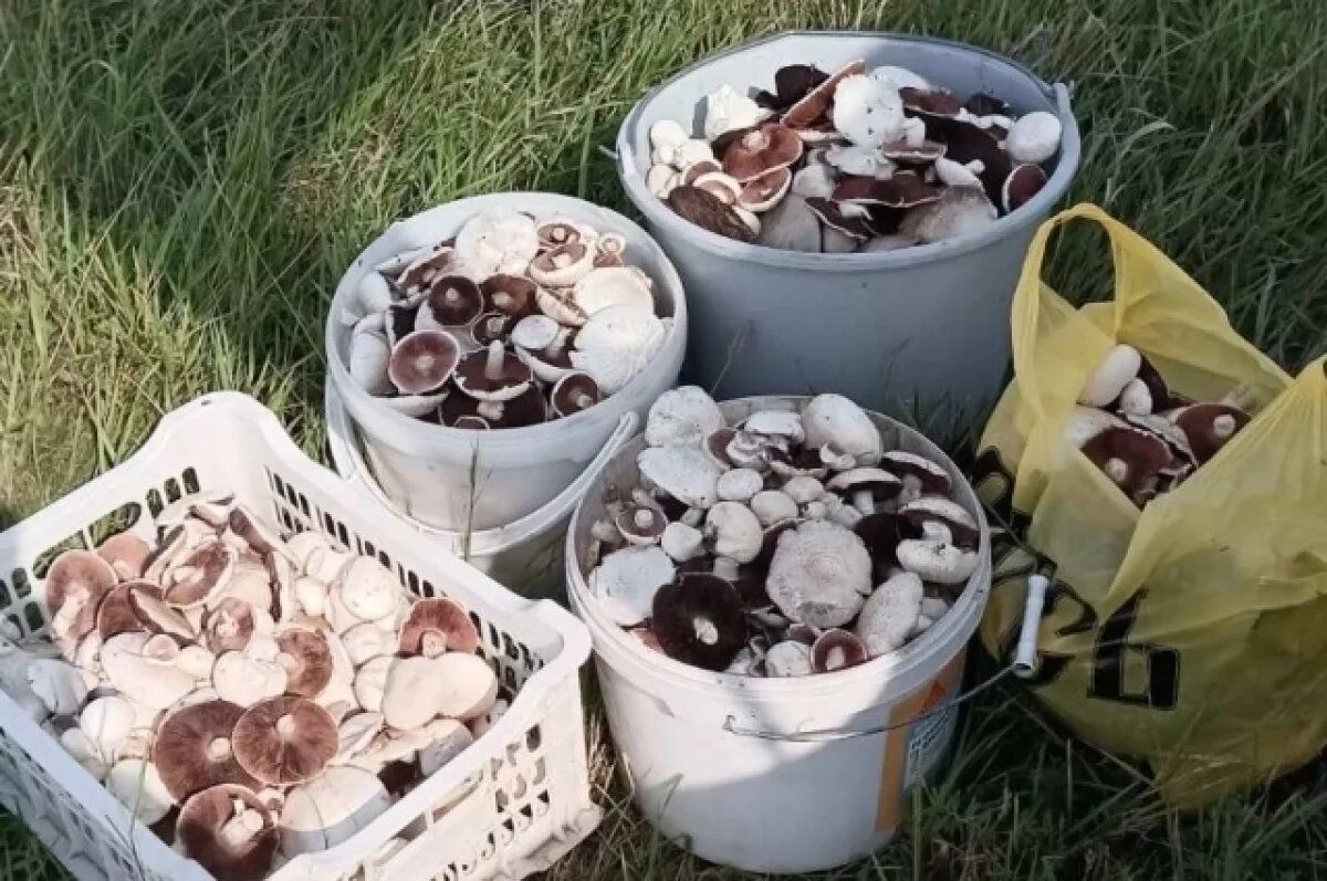 Тихая охота: грибные традиции россиян и любимые блюда