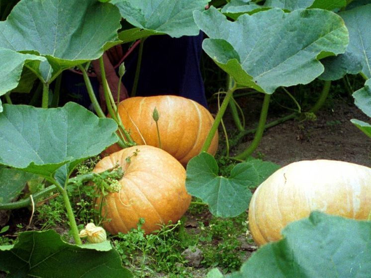 ������� �����: �������� ����� �������� ������� ��� ���������� ����������