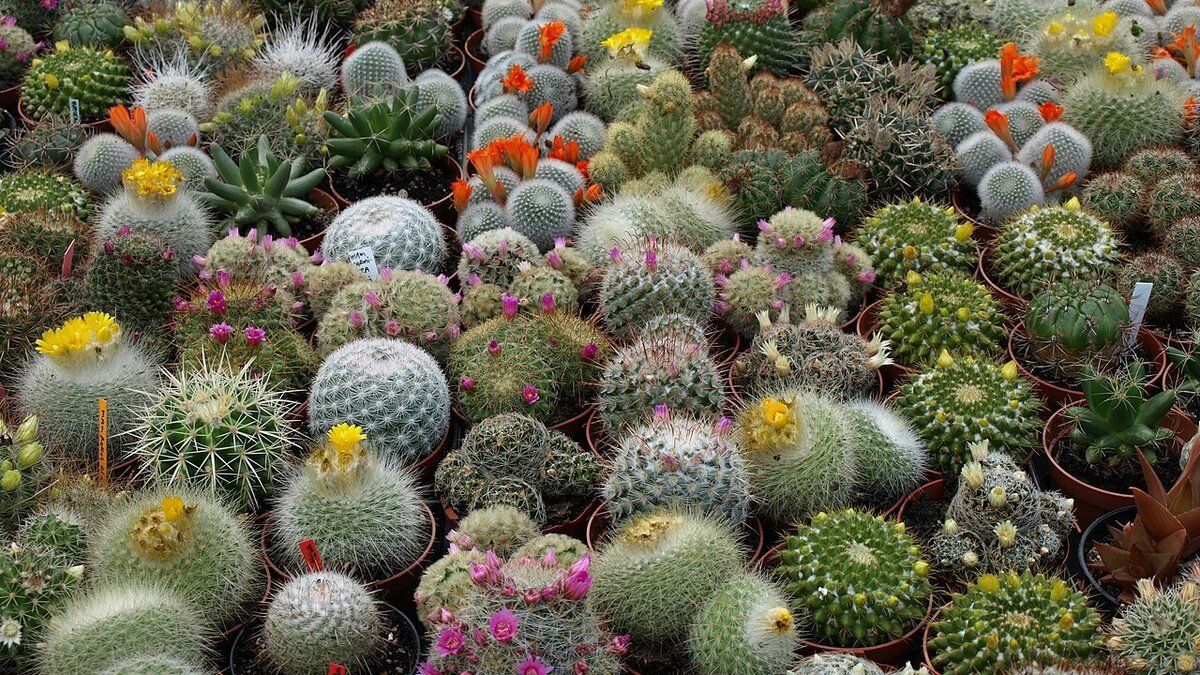 Как выбрать кактус для квартиры: советы и рекомендации