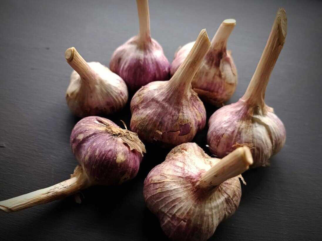 Как правильно посадить озимый чеснок: советы для успешного урожая