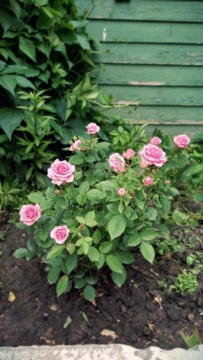 Как ухаживать за розами в июле: советы для пышного цветения