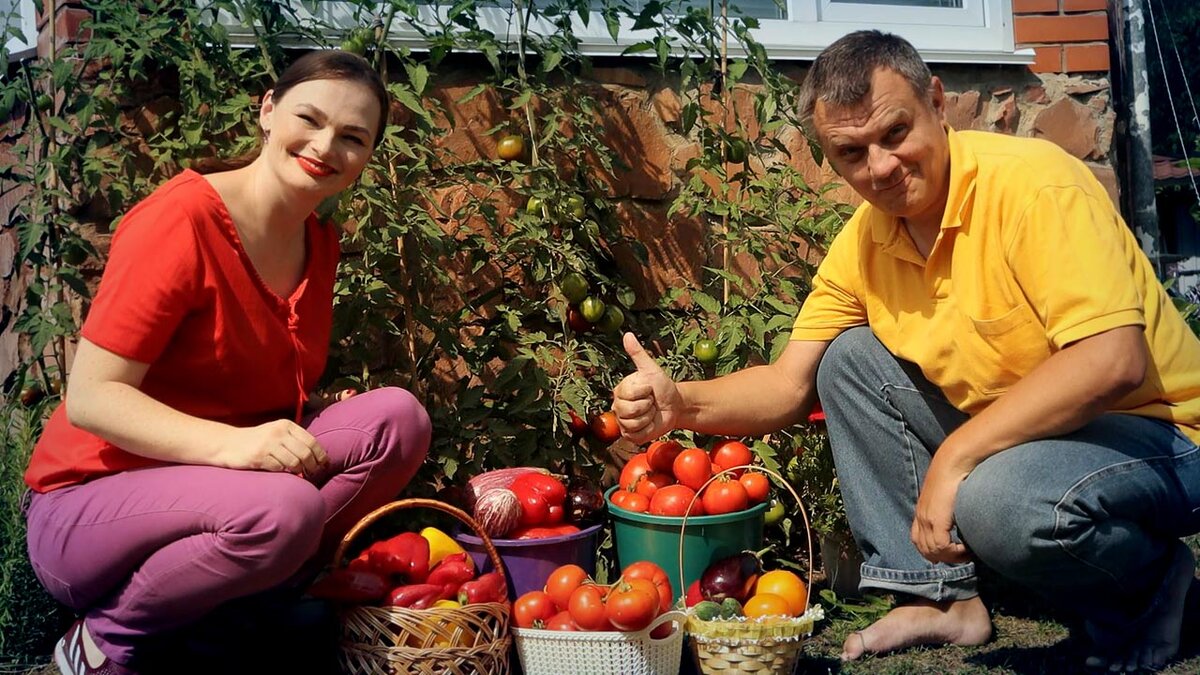 Как помидоры подсказывают простые решения для лучшего урожая