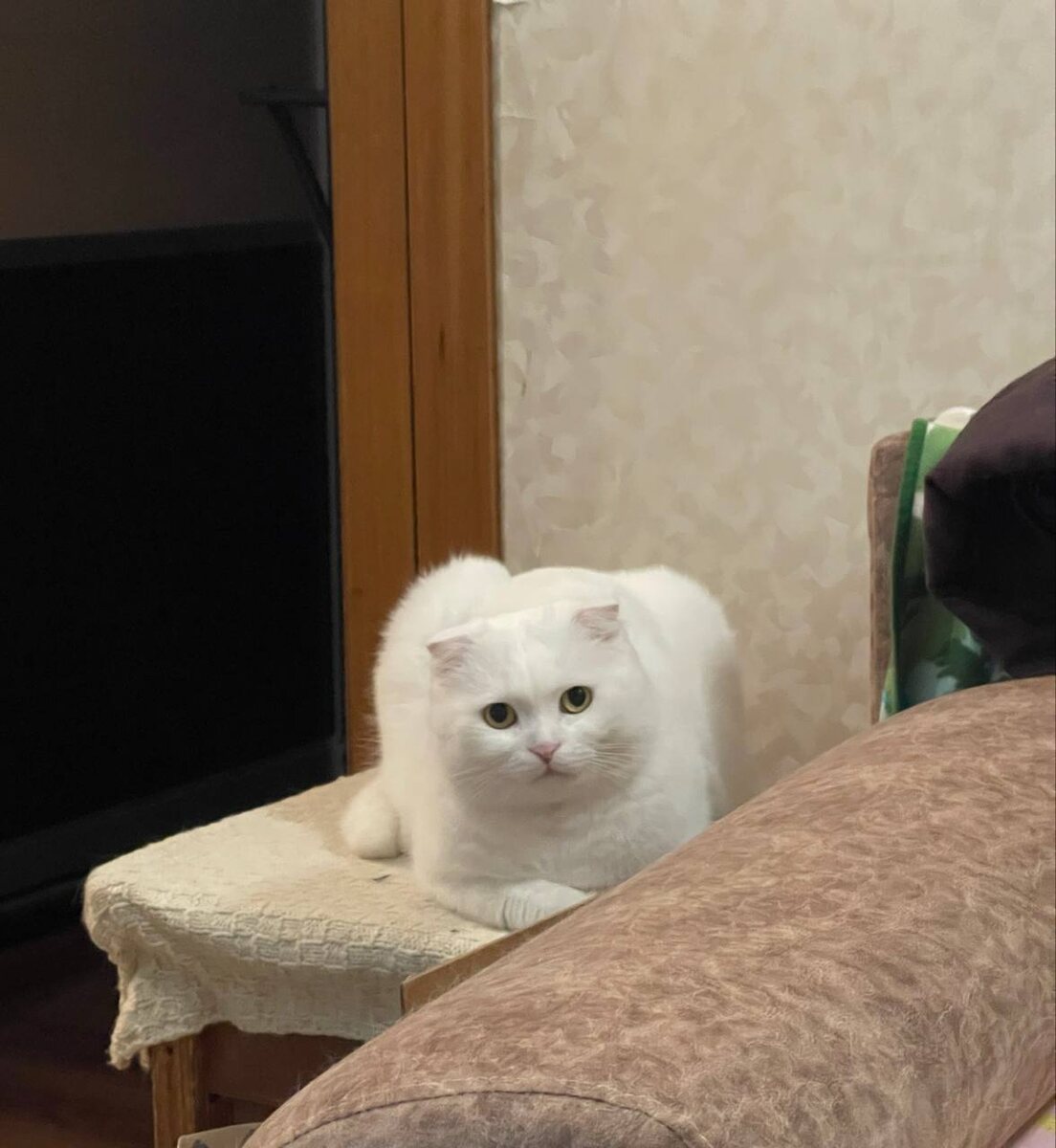 Необычный день: заботы о коте и вести из больницы