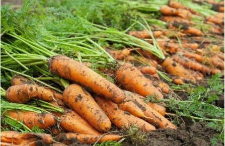 Как получить рекордный урожай моркови: проверенные советы от опытных садоводов