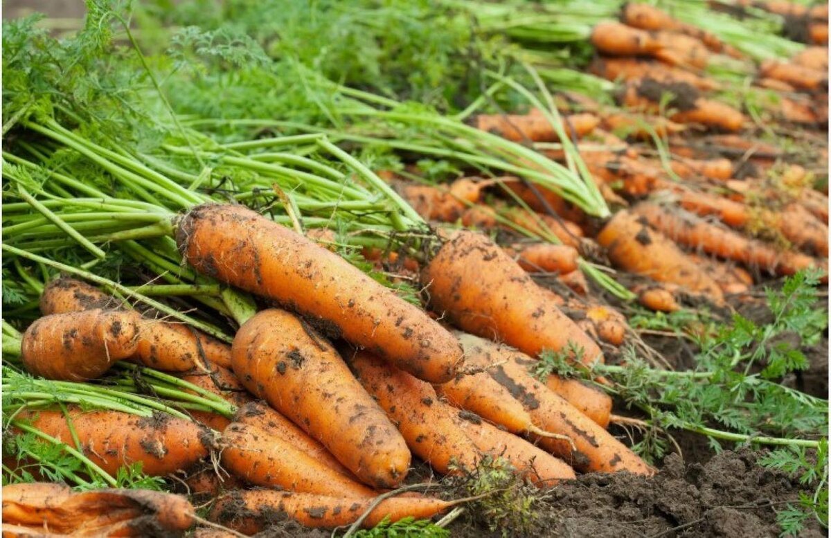 Как получить рекордный урожай моркови: проверенные советы от опытных садоводов