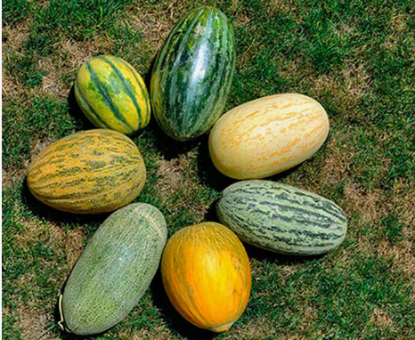 Дыня: любимый фрукт лета – 10 сортов, которые удивят вас