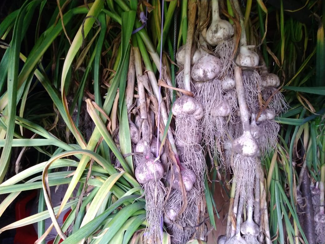 Как вырастить чеснок на своем огороде: советы и секреты для отменного урожая