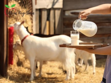 Вред молочных продуктов: мифы и реальность в 2026 году