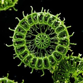 Спирулина на подоконнике: как вырастить зеленый суперфуд дома