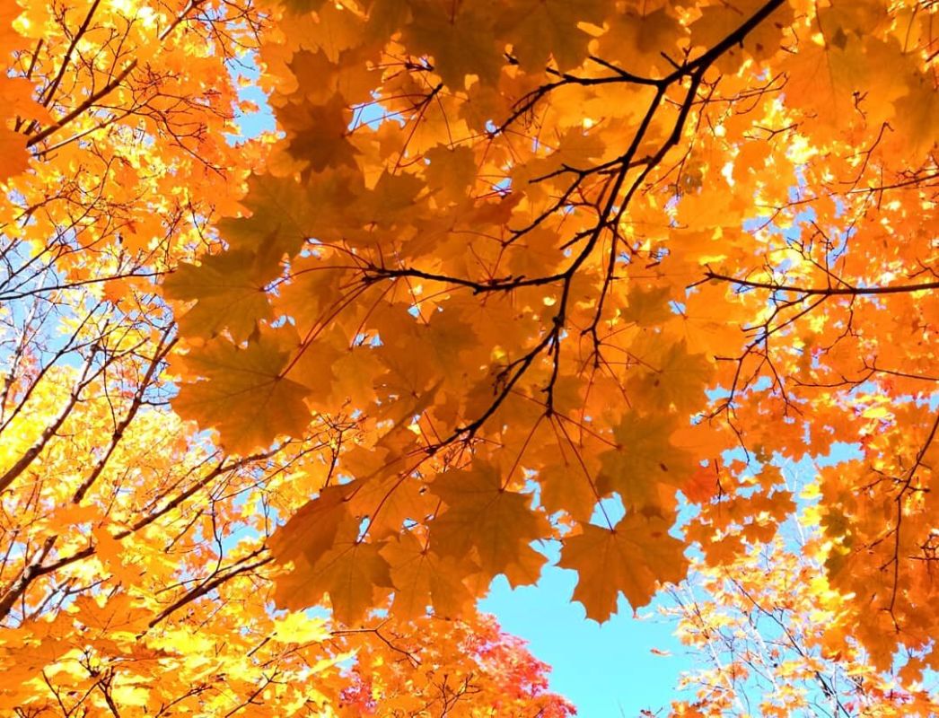 Волнение первого школьного дня: как родительские чувства расцвели с новой силой