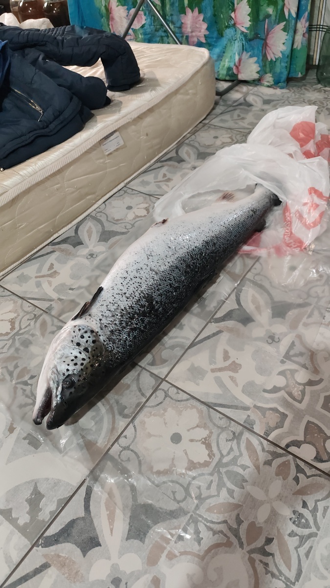 Как приготовить вкусный лосось в домашних условиях