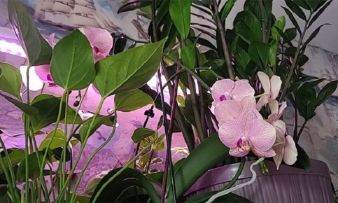 Легкий способ подкармливать растения с помощью грецких орехов