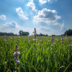 Иван-чай: русское сокровище, которое изменит ваше представление о суперфудах