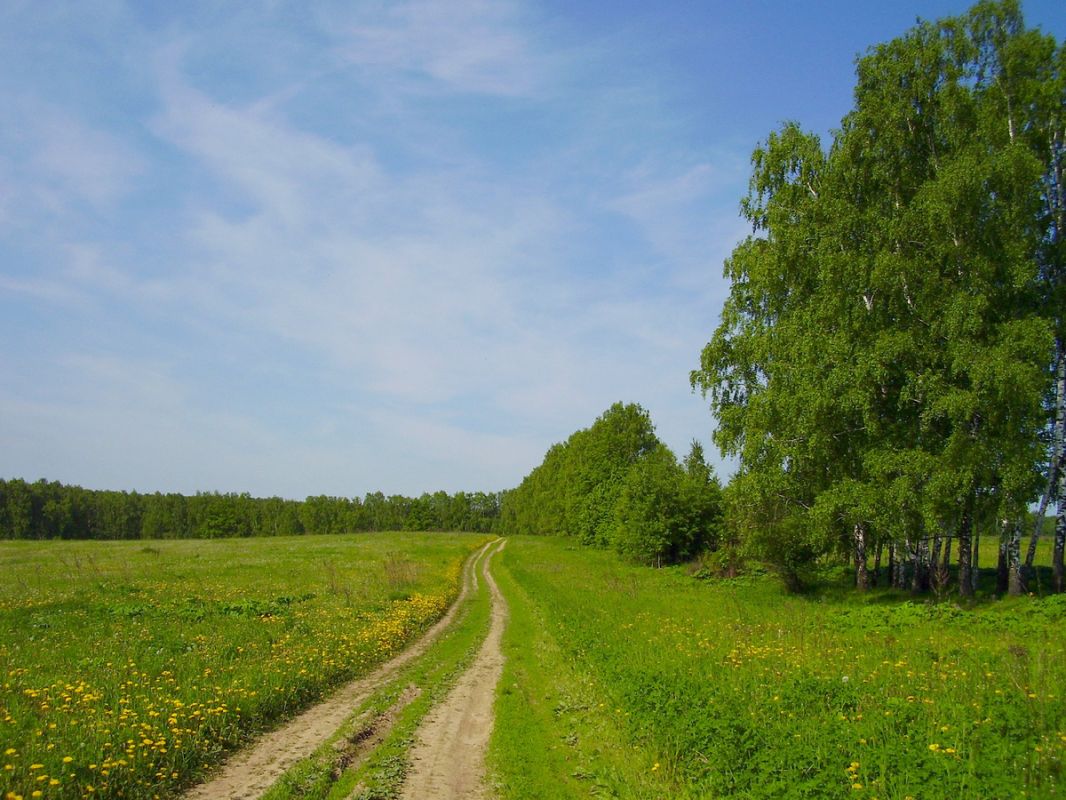 Воспоминания о грибах: печальная история молодняков