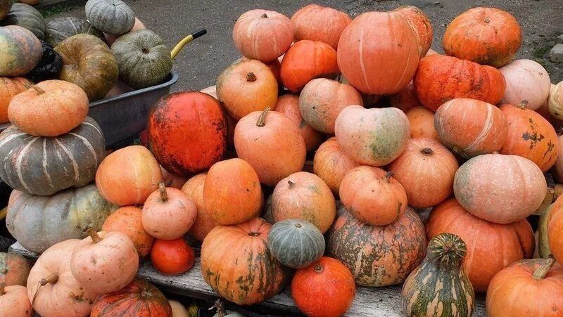 В Предгорном округе успешно завершилась уборка тыквы