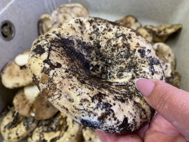 ��� ������ �������� ������� ������ �� 15 ����� ��� ����