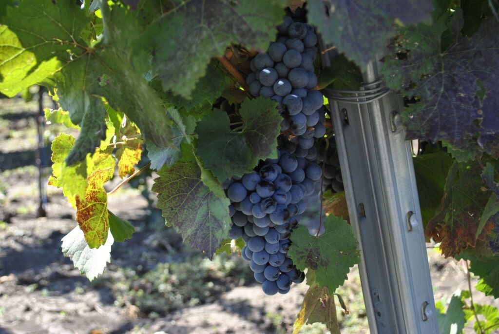 Донские вина блистательно выступили на международном конкурсе в ЮАР