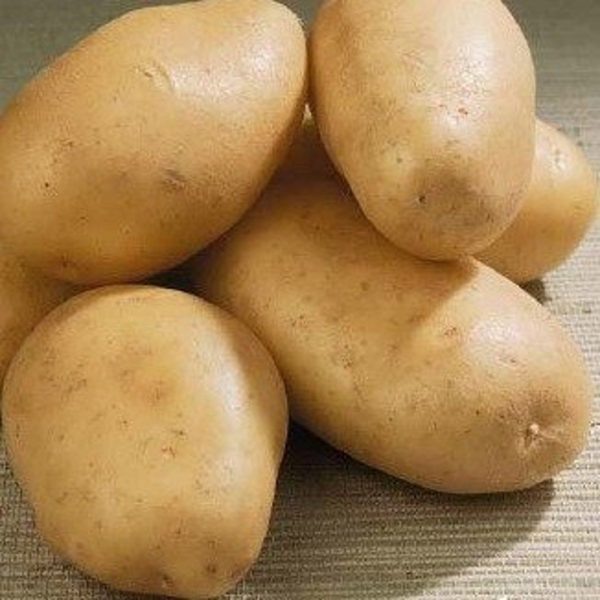 Илона: универсальный картофель с отменным вкусом для любого стола