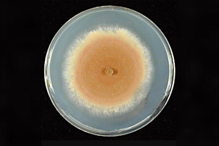 ����� ��� ��������������� ��������: ����� ������������ ���������