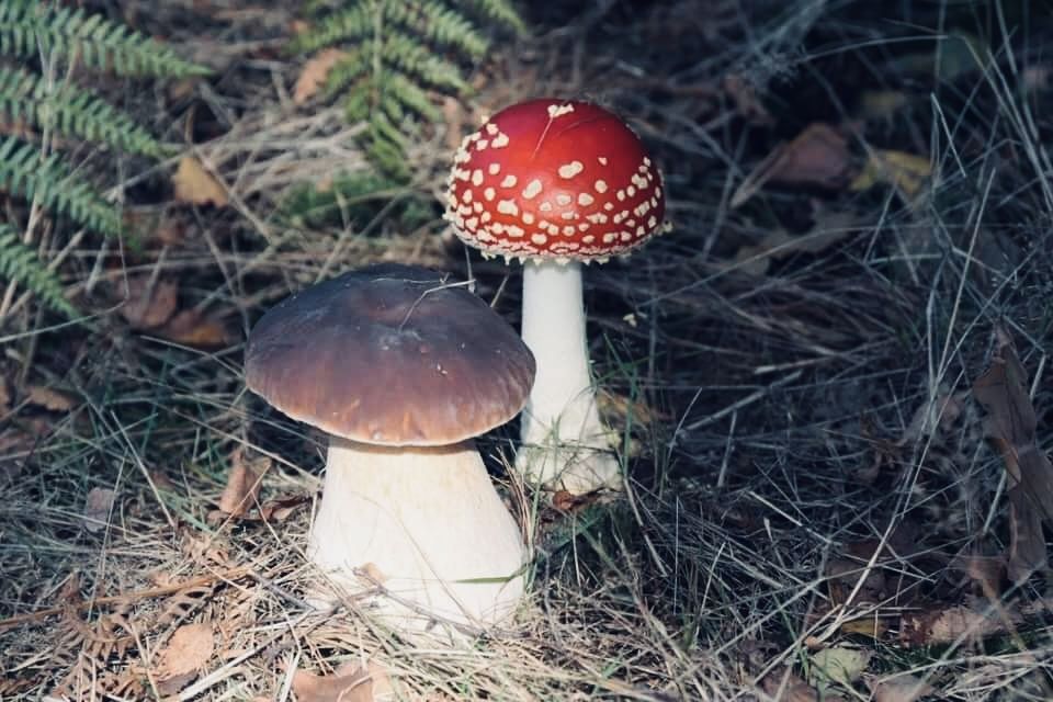 ��� ��� ����������: ����� �� ��������� ���� ����� �������� �� ��������� � ��������?