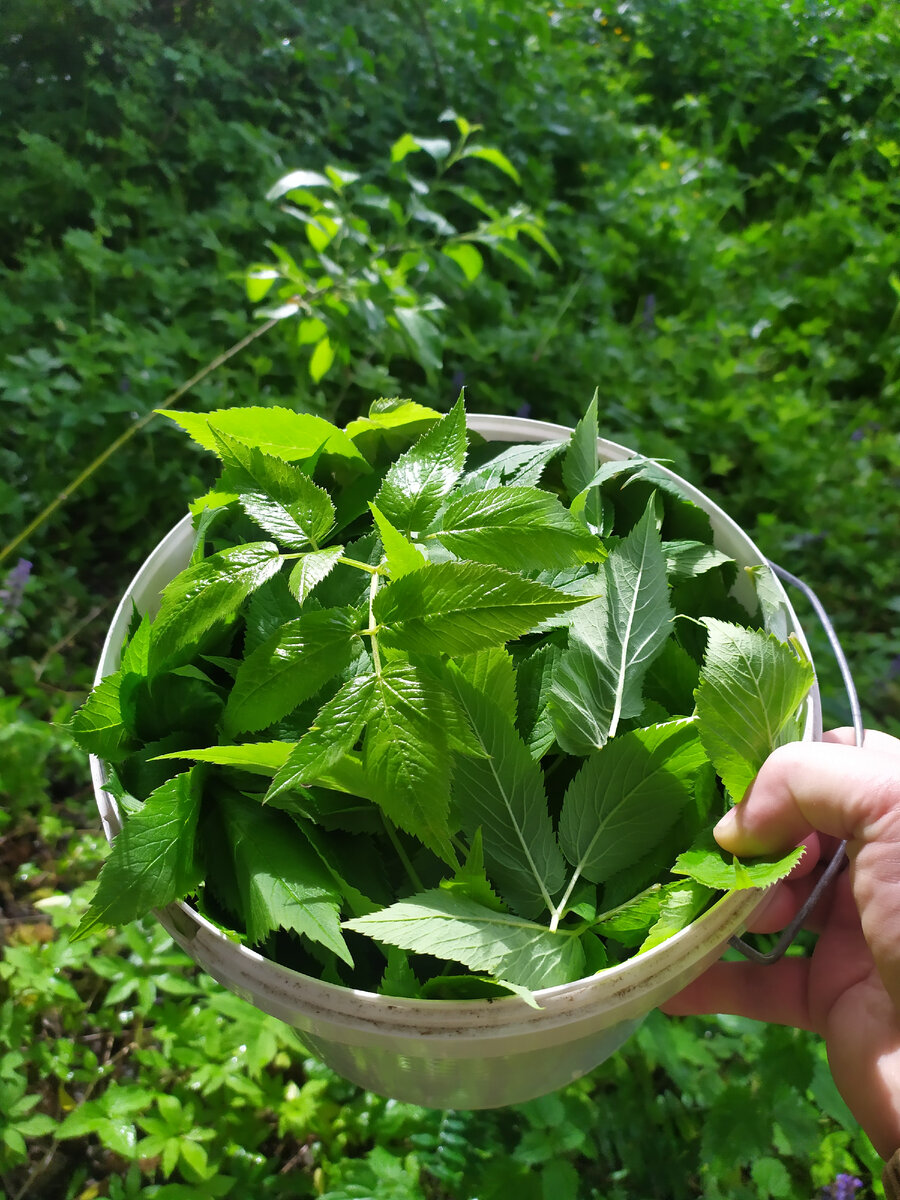 Печенье со снытью: быстро и вкусно из свежих трав