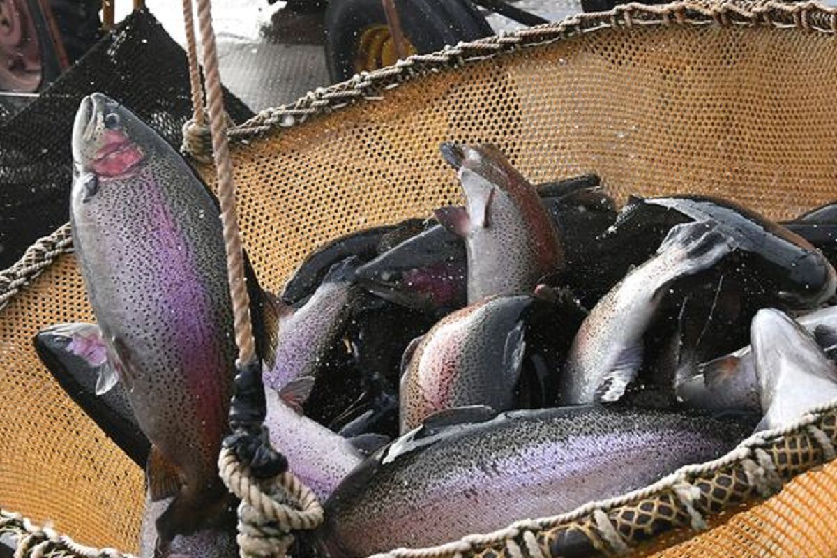 В Добрянке закрывают ферму после утраты 12 тонн форели