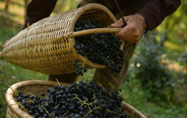 Вино: искусство производства и культуре потребления