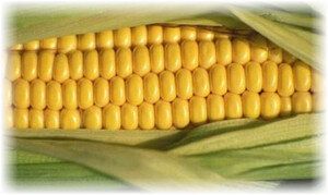 Как сохранить кукурузу на зиму?