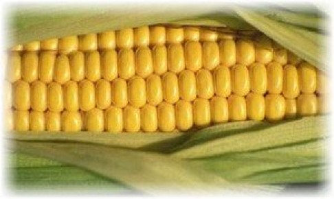 Как сохранить кукурузу на зиму?