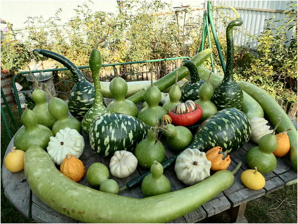 Лагенария: секреты успешного выращивания экзотического растения