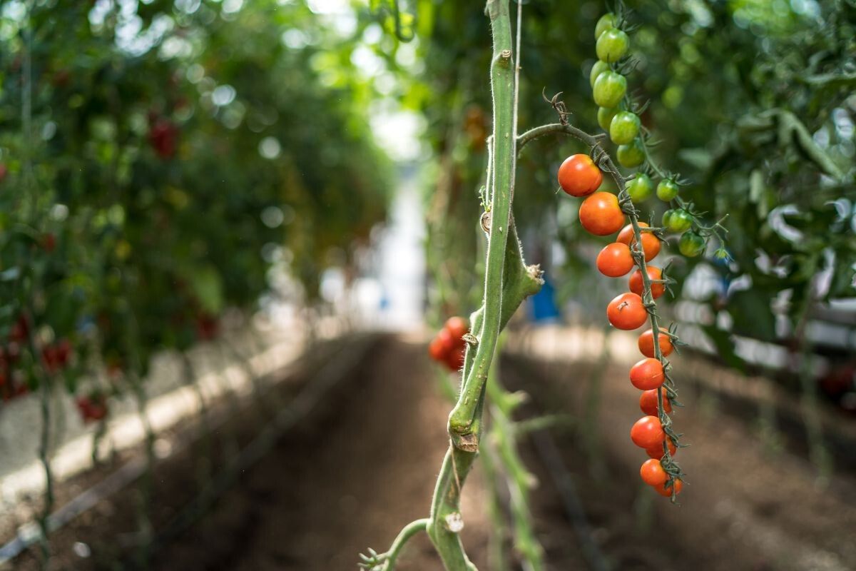 ������ ������� ������ ��������� ��������������� �������