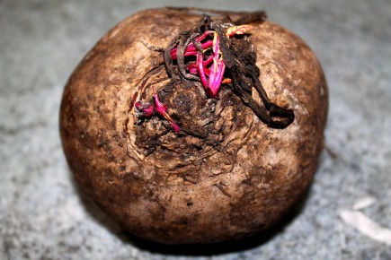 ��� ����������� ���� � ��������: ��������� �����������