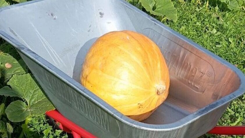 Секреты тыквы: от полезных свойств до кулинарных шедевров