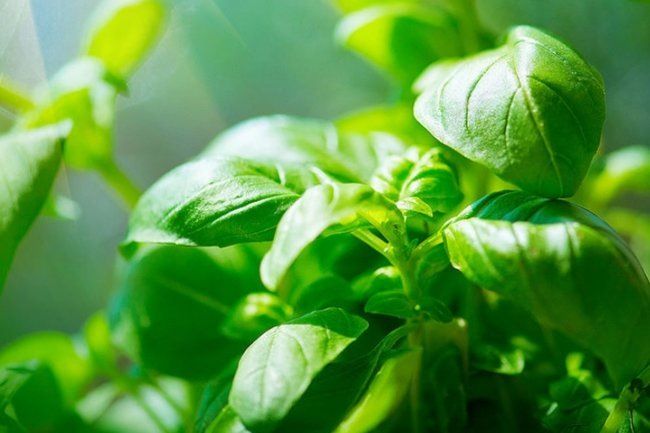 ������������ �������: ������ ���������� �������� �����