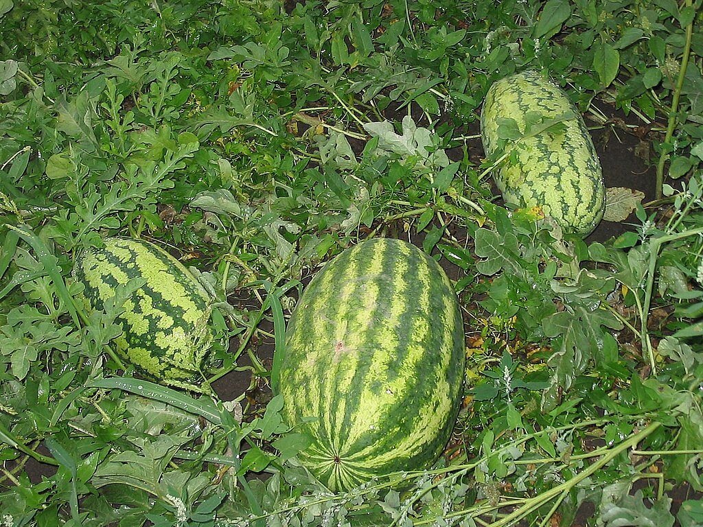 Как проверить арбуз на наличие нитратов и химикатов: полезные советы