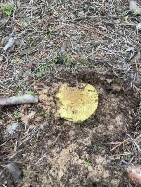 Зима еще не пришла: осенние приключения грибников в декабре