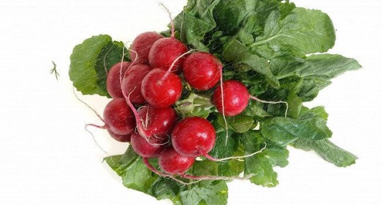 Редиска: секреты использования и удивительные рецепты