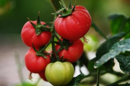 ������� � �������� �������: ����� ������� ��������