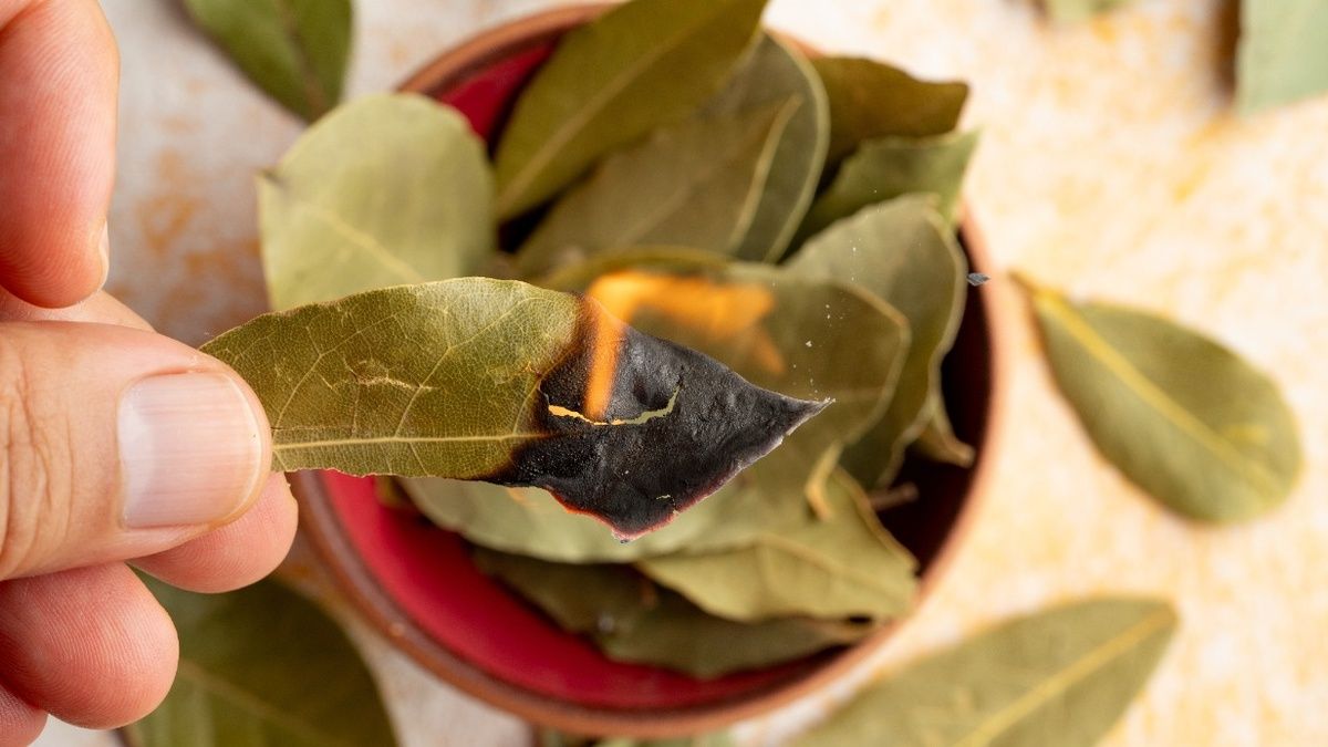 Лавровый лист: древний секрет привлекательности и уюта в вашем доме