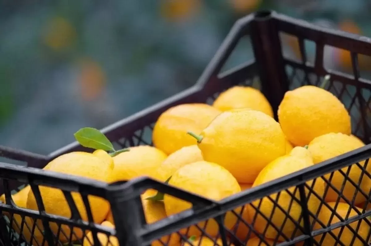 Как выбрать идеальный лимон для здоровья в сезон простуд?