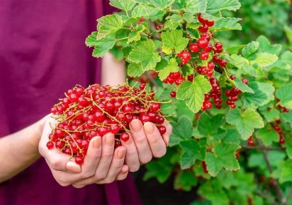 ��� ������ ����������� ��������� � ���������� ������